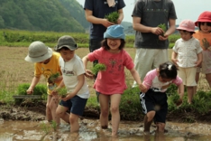 田植え