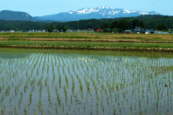 早春の田んぼから眺める栗駒山