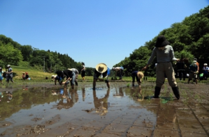 田植え体験