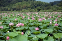 伊豆沼の蓮の花