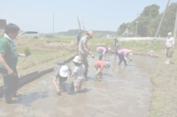 しめ縄田んぼの田植えワークショップ