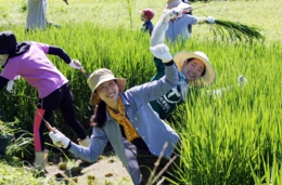 しめ縄田んぼの稲刈りワークショップ